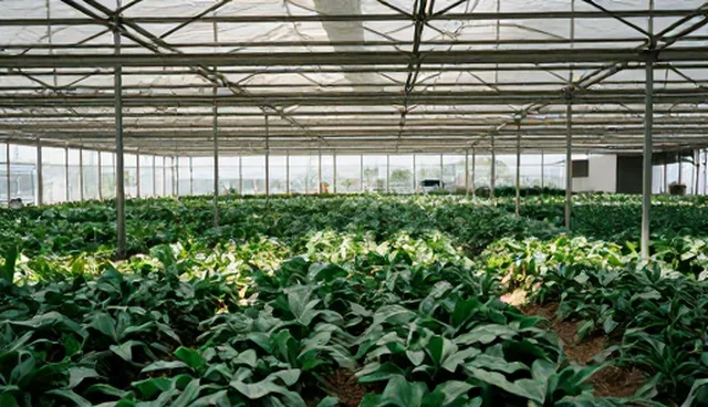 软件研发中如何提高应用效率?